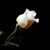 Maria Acevedo's profile image