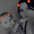 Bailey Nelson's profile image