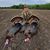 Rick McMillion's profile image