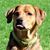 Dave Lelito's profile image