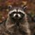 Febrilium Ponce's profile image