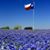 Gail Gessner Mose's profile image