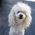 Terri Neidermyer's profile image