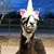 Ilene Karlsberg-Gerstein's profile image