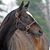 Paula Hogan's profile image