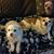 Diane M. Barba's profile image