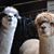 Terri Mays Shawver's profile image