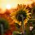 Chalisse Martineau's profile image