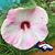 Lorre Williams's profile image