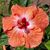 Sally Hause's profile image