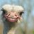 Tammy McKinley Reno's profile image