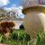 Elizabeth McClintock Ptak's profile image
