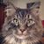 Snuggie Mishmueller's profile image