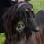 Karen A. Shaver's profile image