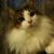 Michelle Blieu's profile image