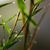 Iris Formosa's profile image