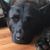 Dee Zarlenga Seltzer's profile image