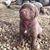 Trish Neel-Wilson's profile image