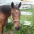 Stephanie A Sylvester's profile image