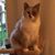Elaine Hutzelman's profile image