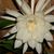 Mary Cumi Davidson's profile image