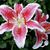 Ilona Roberts's profile image
