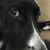 Laurie Hainey's profile image