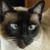 Jayne Nichols's profile image