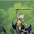 Nephi Ammon's profile image