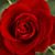 Rosie Dycus's profile image