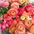 Angelina Dailey's profile image