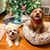 Amanda Goodwin Shenker's profile image