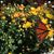 Monarch Moments T. Hartman's profile image