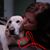 Lisa Langley Engel's profile image