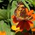 Karen Hutto's profile image