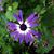 Diana Davenport Tarvin's profile image