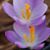 Patsy Borman Maxwell's profile image