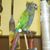 Thomas Swist's profile image