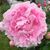 Kerron DePriest Trowbridge's profile image
