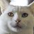 Jeannie Henry's profile image