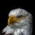 Daryl Purscell's profile image