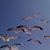 Suzie Arceneaux's profile image