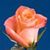 Linda Butterfield's profile image