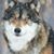 Cheryl Z Wright's profile image