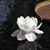 Karen D'Ascenzo's profile image