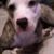 Alice Carosi Chamberlain's profile image