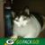 CK Pattee's profile image