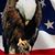 Ed Roberts's profile image