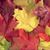 Kathy McCormack Heisler's profile image
