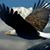 Rosa Ledesma Temores's profile image
